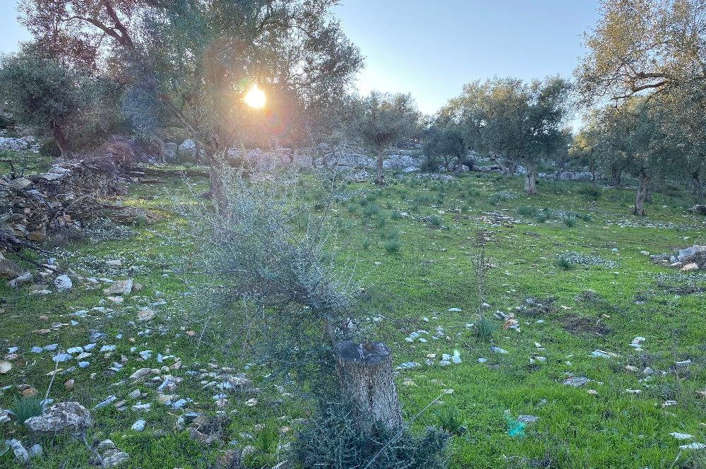 Milas Kıyıkışlacık Merkezinde Satılık Deniz Manzaralı Zeytinlik