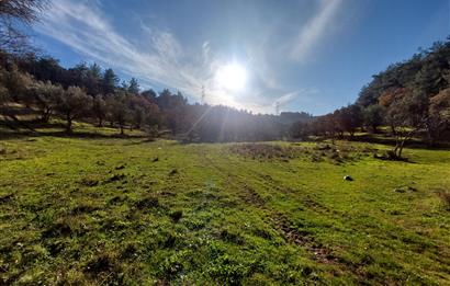 C21 Cius; Muratoba Kurtul Gölet 13,788 m2 Tarım Arazisi