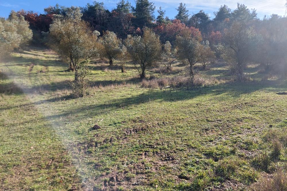 C21 Cius; Muratoba Kurtul Gölet 13,788 m2 Tarım Arazisi