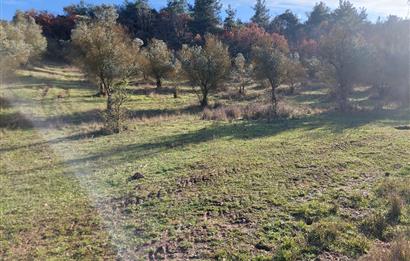 C21 Cius; Muratoba Kurtul Gölet 13,788 m2 Tarım Arazisi