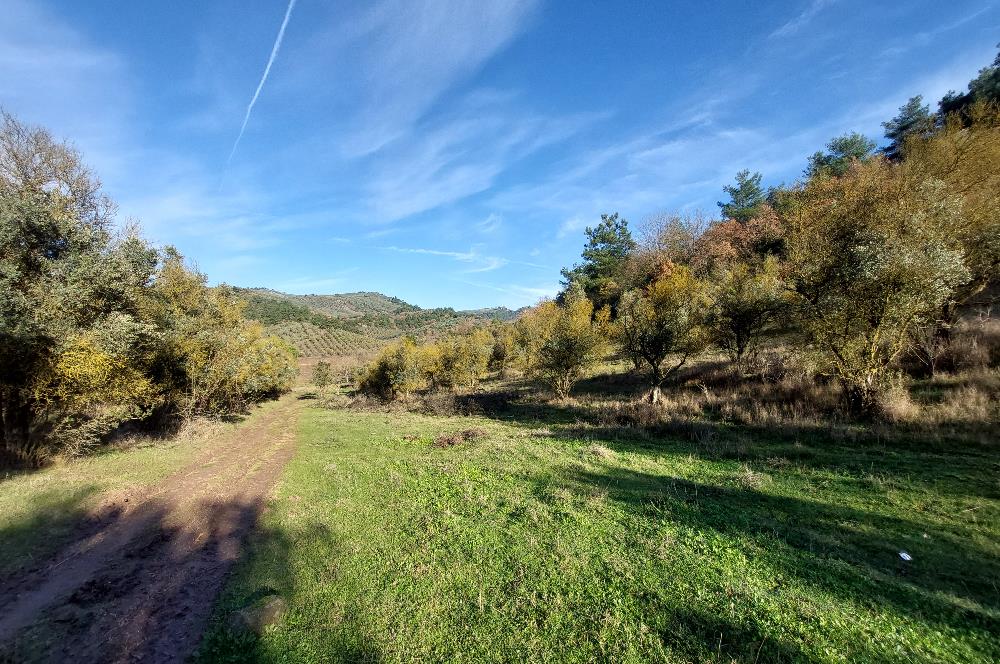 C21 Cius; Muratoba Kurtul Gölet 13,788 m2 Tarım Arazisi