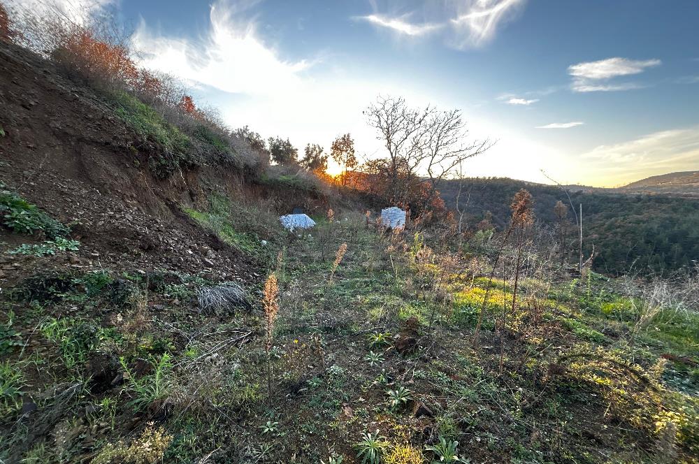 C21 Cius ; Güvenli Köyünde 1836 m2 Satılık Zeytinlik