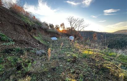 C21 Cius ; Güvenli Köyünde 1836 m2 Satılık Zeytinlik