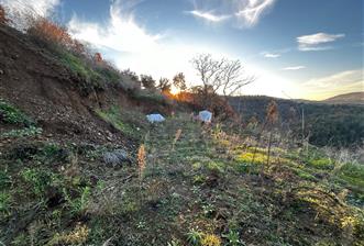 C21 Cius ; Güvenli Köyünde 2174 m2 Satılık Zeytinlik