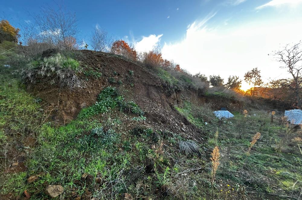 C21 Cius ; Güvenli Köyünde 1836 m2 Satılık Zeytinlik