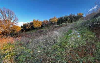 C21 Cius ; Güvenli Köyünde 1836 m2 Satılık Zeytinlik