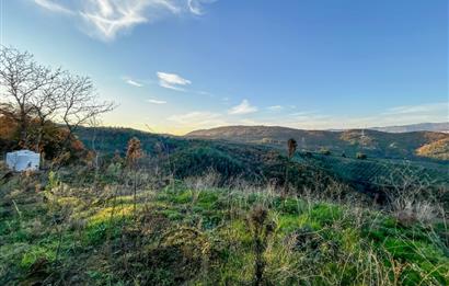 C21 Cius ; Güvenli Köyünde 1836 m2 Satılık Zeytinlik