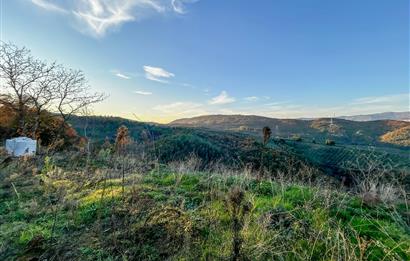 C21 Cius ; Güvenli Köyünde 1836 m2 Satılık Zeytinlik