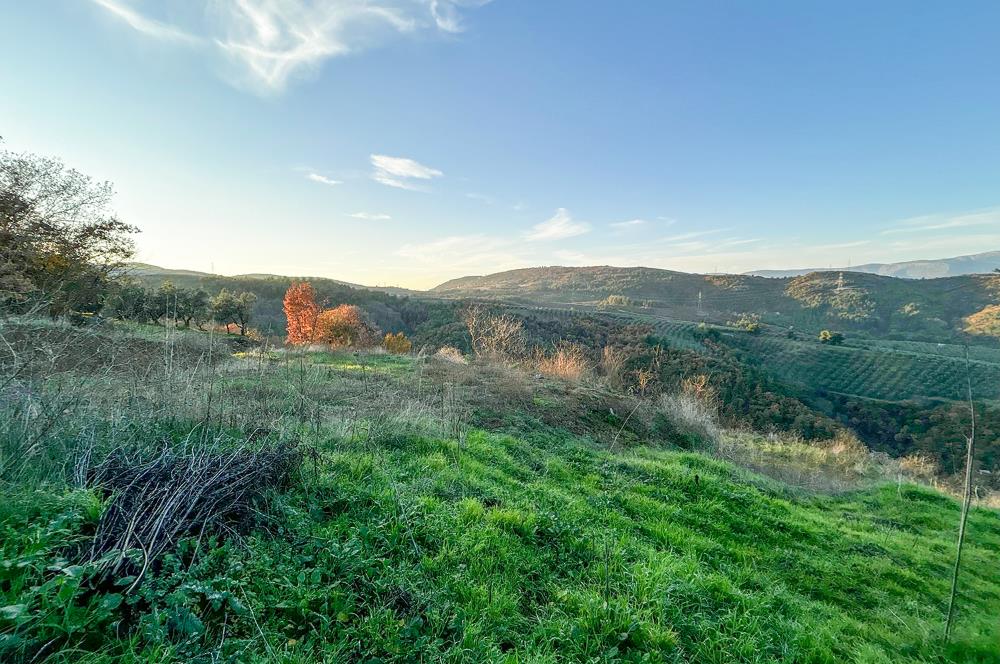 C21 Cius ; Güvenli Köyünde 1836 m2 Satılık Zeytinlik