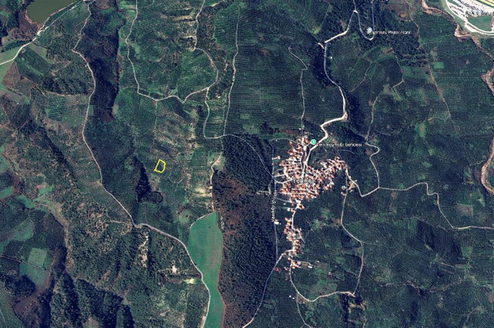 C21 Cius; Gemlik Yeniköy Fırsat 2,529m2 Zeytinlik