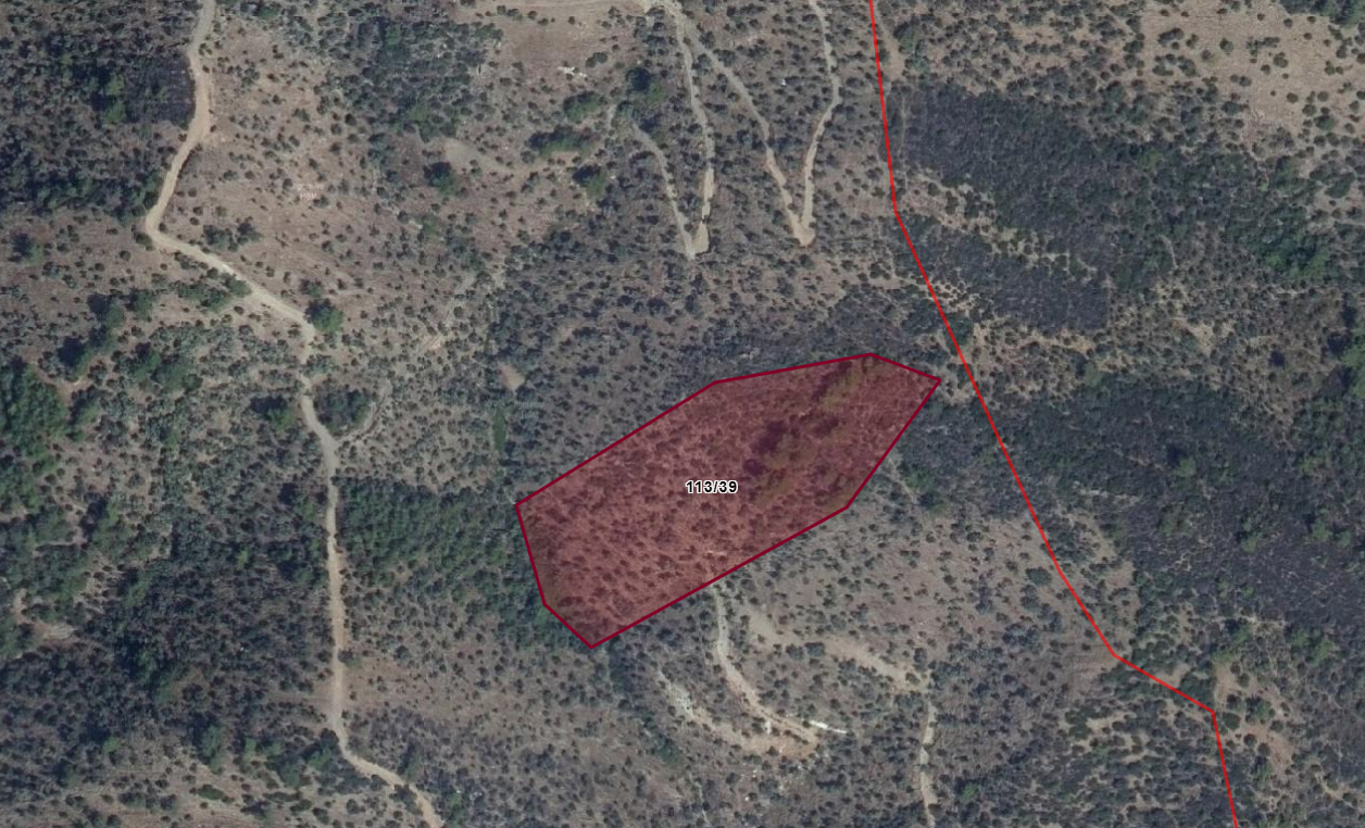 MUĞLA MİLAS'TA YATIRIMLIK ZEYTİNLİK