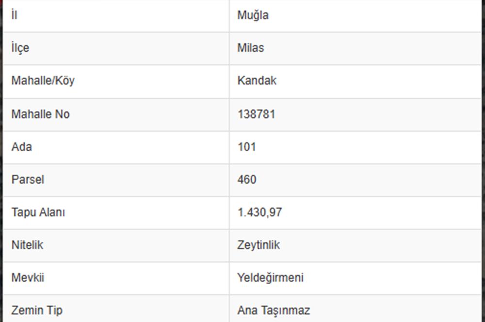 MUĞLA MİLAS'TA 1430 M2 YATIRIMLIK ZEYTİNLİK FIRSATI