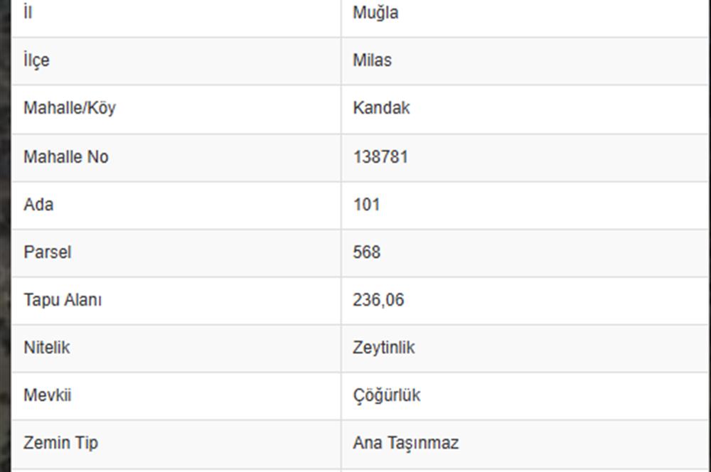 MUĞLA MİLAS'TA ZEYTİNLİK