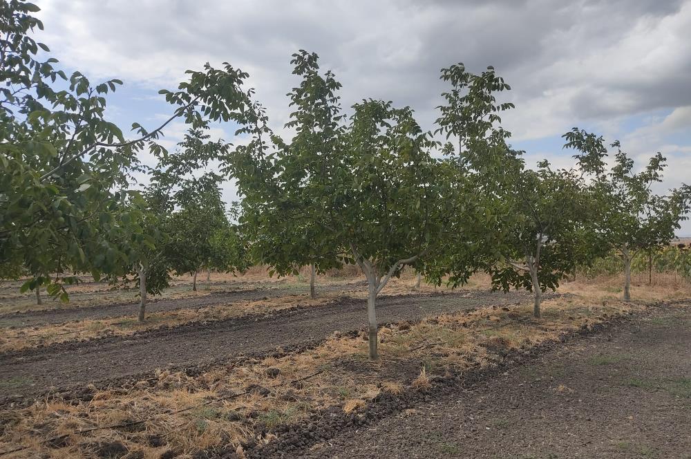 BALIKESİR/MANYAS AKÇAOVA MAHALLESİNDE SATILIK ARSA 