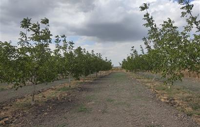 BALIKESİR/MANYAS AKÇAOVA MAHALLESİNDE SATILIK ARSA 