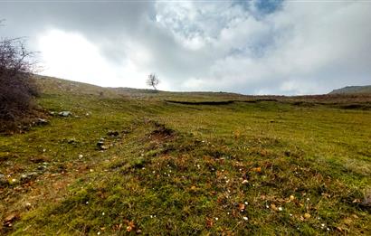 C21 Cius; Şahinyurdu Köyünde Satılık 1257 m² Tarla