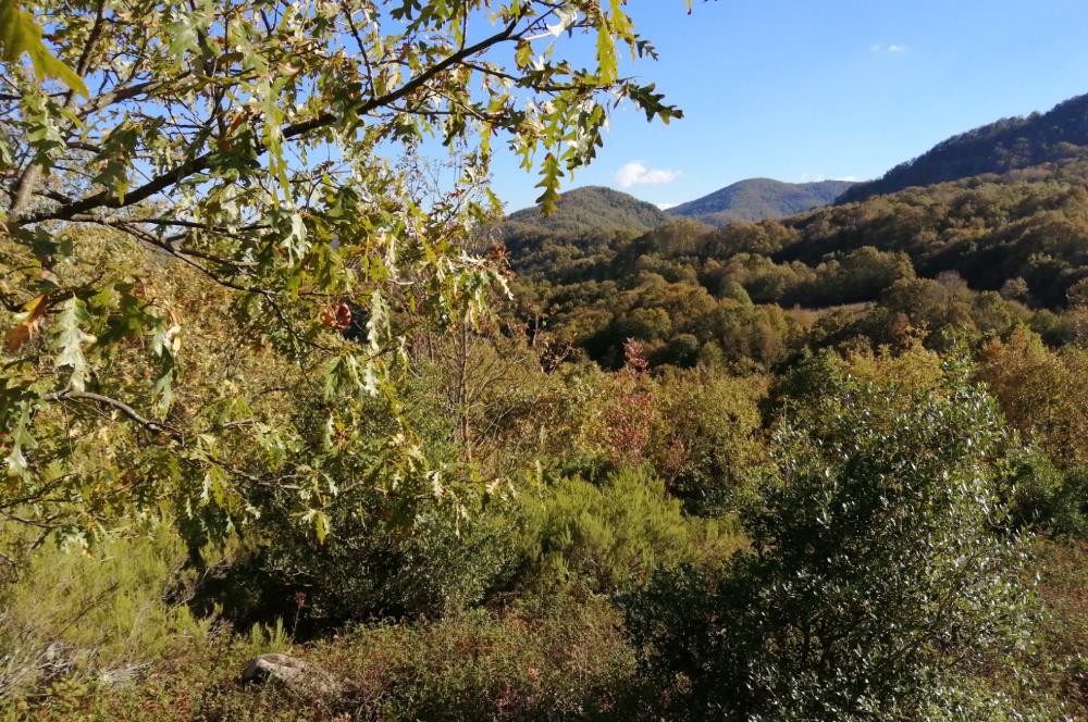 BALIKESİR GÖNEN BEYOLUK MAH. 5 DÖNÜM SATILIK TARLA