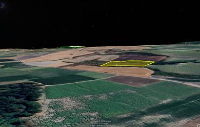 C21 Bal'dan OSB Olması Planlanan Bölgede 3600 m2 Tarla 