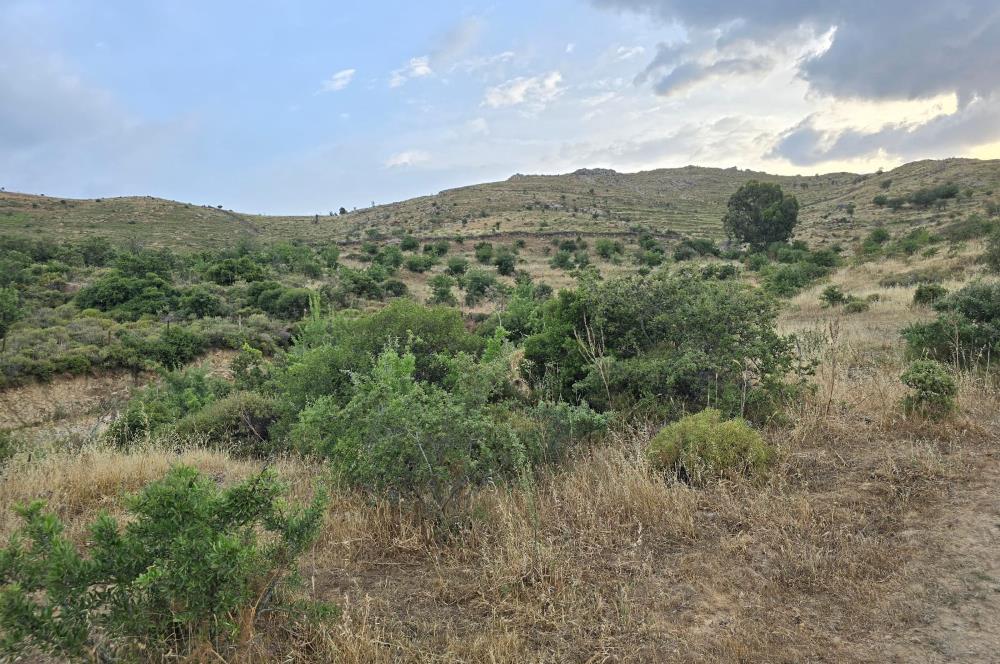 Bodrum Gümüşlük Dereköyde Satılık Kooparatif Arazisi