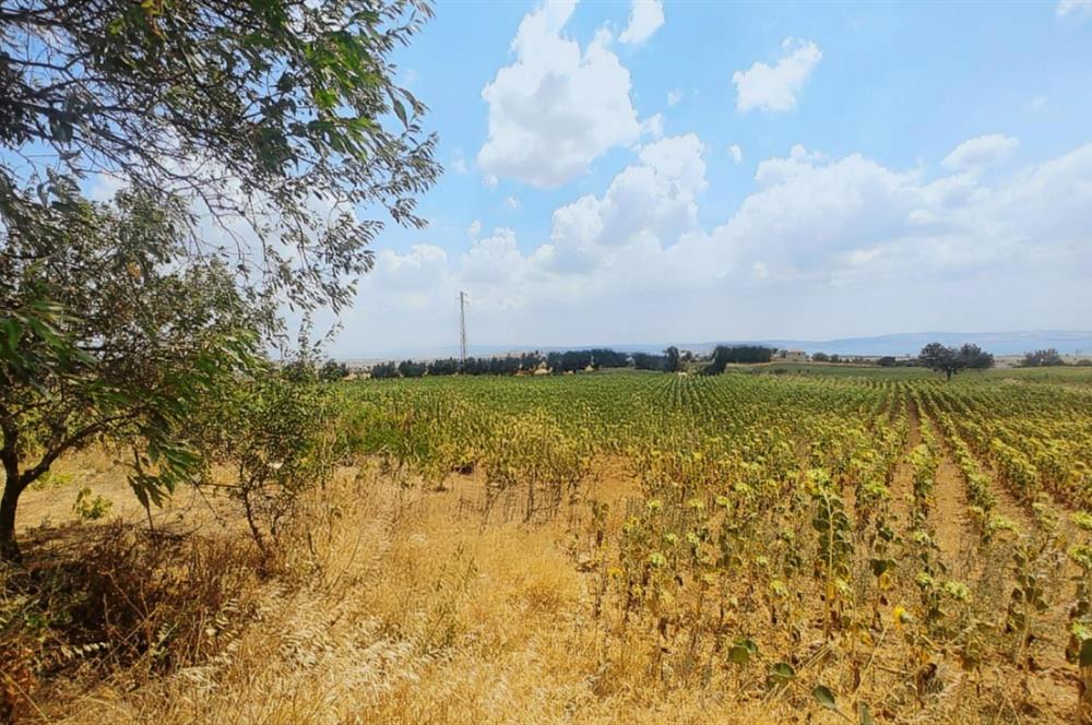 Edirne Keşan Sazlıdere Köyünde Satılık Tarla