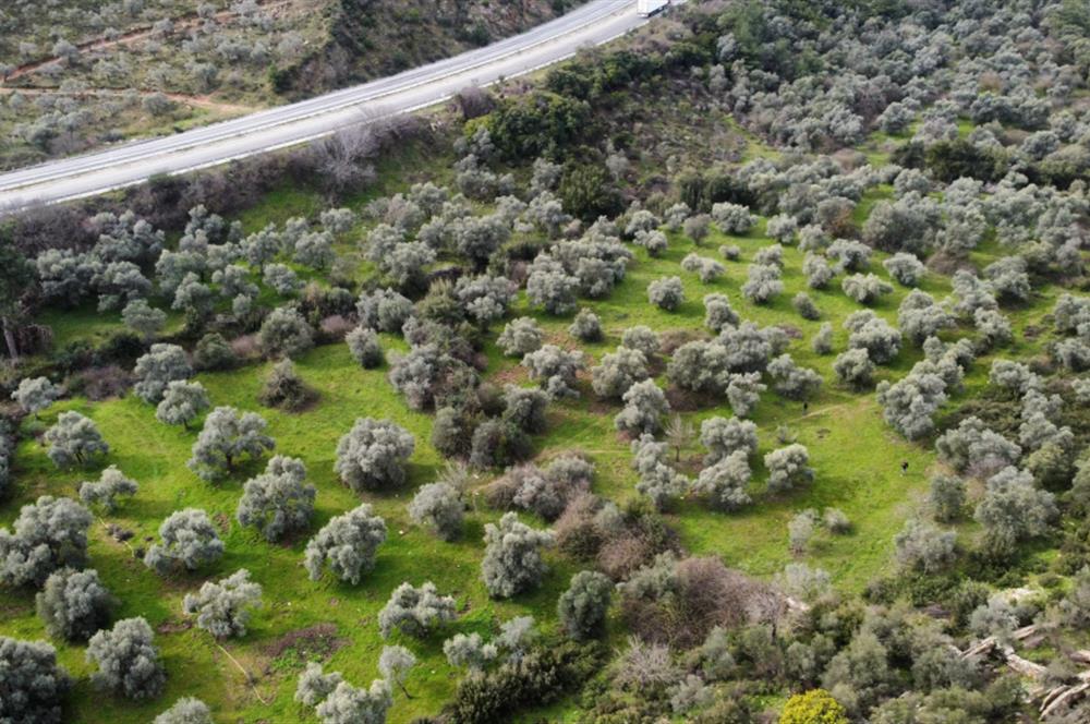 Milas Danışment Ana Yol Üzeri 18 Dönüm Zeytinlik