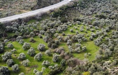 Milas Danışment Ana Yol Üzeri 18 Dönüm Zeytinlik