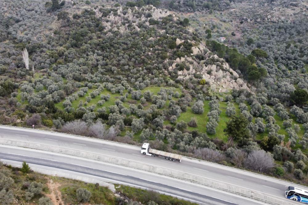 Milas Danışment Ana Yol Üzeri 18 Dönüm Zeytinlik