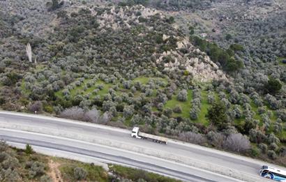 Milas Danışment Ana Yol Üzeri 18 Dönüm Zeytinlik