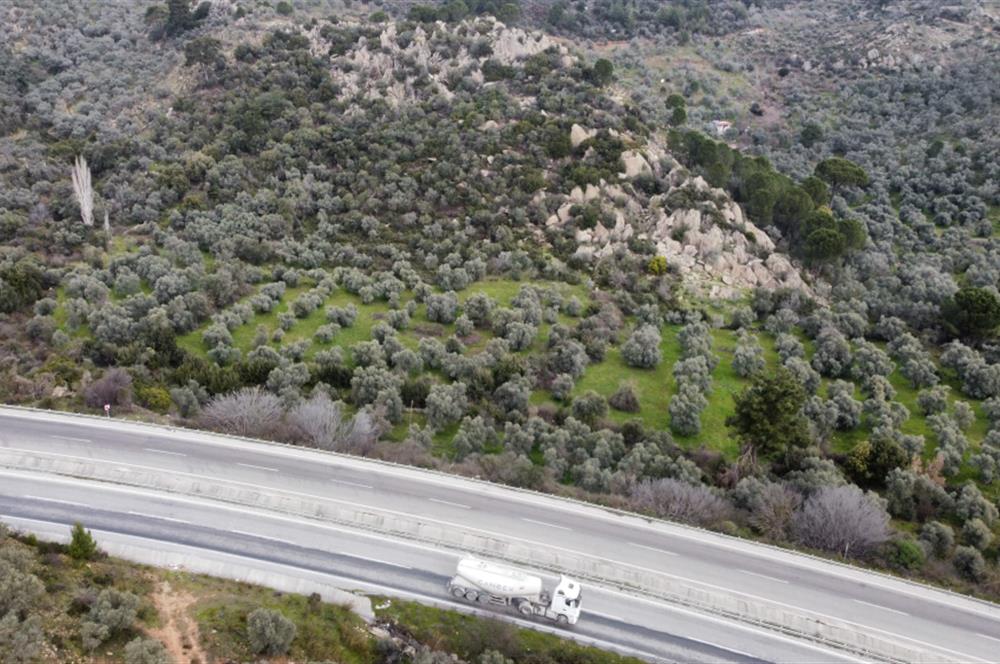 Milas Danışment Ana Yol Üzeri 18 Dönüm Zeytinlik