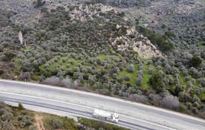 Milas Danışment Ana Yol Üzeri 18 Dönüm Zeytinlik