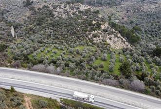 Milas Danışment Ana Yol Üzeri 18 Dönüm Zeytinlik