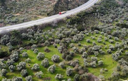 Milas Danışment Ana Yol Üzeri 18 Dönüm Zeytinlik