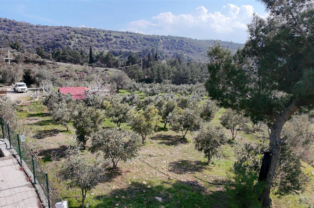 Menemen Görecede Zeytinli Tarla