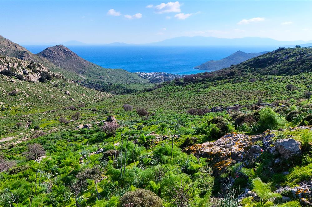 Bodrum Akyarlar'da Satılık 52 Dönüm Tarla