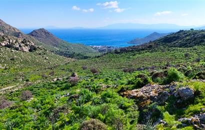 Bodrum Akyarlar'da Satılık 52 Dönüm Tarla