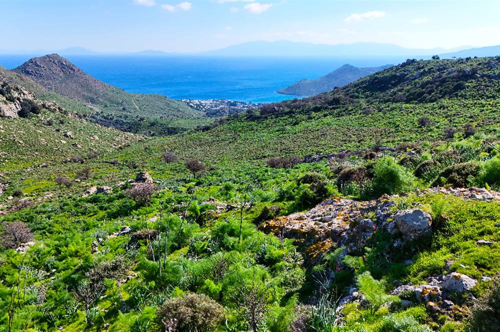 Bodrum Akyarlar'da Satılık 52 Dönüm Tarla