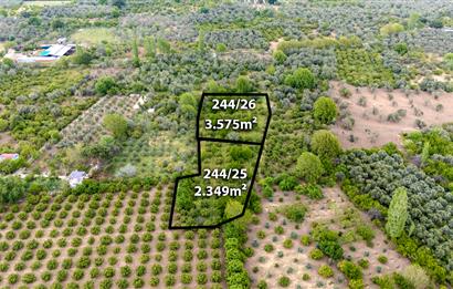 C21 LOCA'DAN HAVRAN TEKKE'DE 2 ADET TARLA