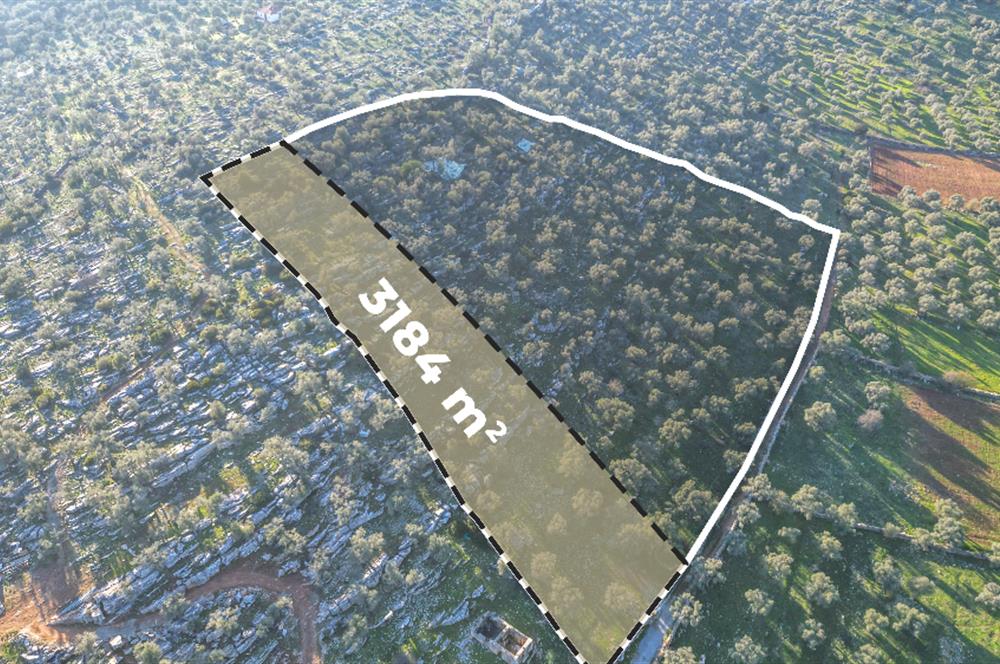 Milas İasos Antik Kenti Kıyıkışlacık Merkezinde Satılık Deniz Manzaralı Zeytinlik