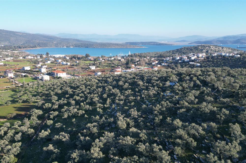 Milas İasos Antik Kenti Kıyıkışlacık Merkezinde Satılık Deniz Manzaralı Zeytinlik