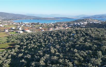Milas İasos Antik Kenti Kıyıkışlacık Merkezinde Satılık Deniz Manzaralı Zeytinlik