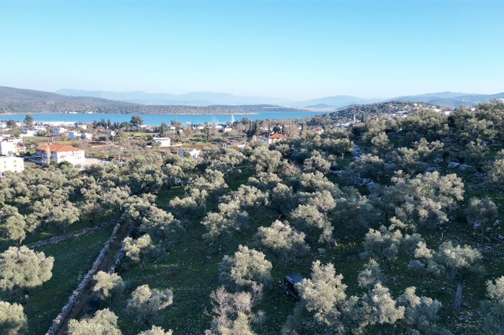 Milas İasos Antik Kenti Kıyıkışlacık Merkezinde Satılık Deniz Manzaralı Zeytinlik