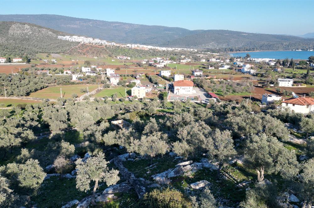 Milas İasos Antik Kenti Kıyıkışlacık Merkezinde Satılık Deniz Manzaralı Zeytinlik