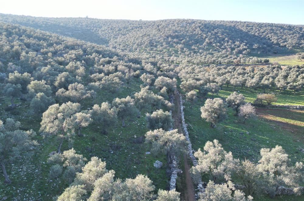 Milas İasos Antik Kenti Kıyıkışlacık Merkezinde Satılık Deniz Manzaralı Zeytinlik