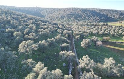 Milas İasos Antik Kenti Kıyıkışlacık Merkezinde Satılık Deniz Manzaralı Zeytinlik