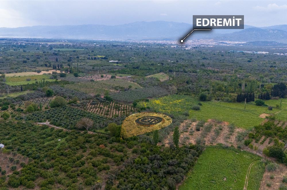 C21 LOCA'DAN HAVRAN TEKKE'DE SATILIK MANDALİNLİK / ZEYTİNLİK