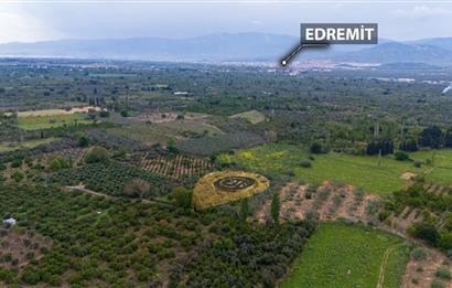 C21 LOCA'DAN HAVRAN TEKKE'DE SATILIK MANDALİNLİK / ZEYTİNLİK