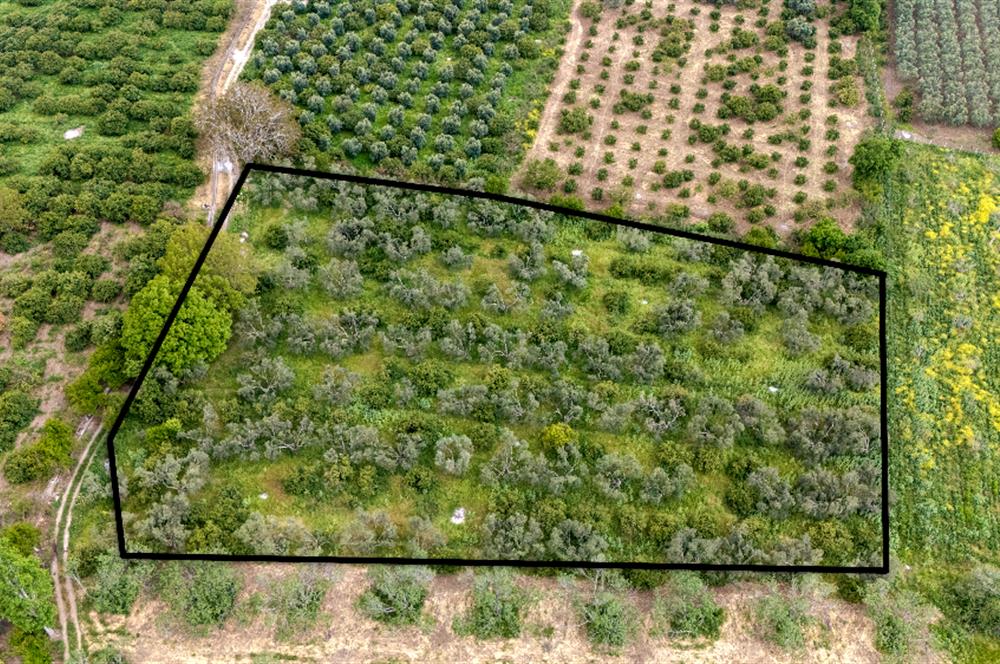 C21 LOCA'DAN HAVRAN TEKKE'DE SATILIK MANDALİNLİK / ZEYTİNLİK