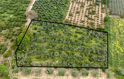 C21 LOCA'DAN HAVRAN TEKKE'DE SATILIK MANDALİNLİK / ZEYTİNLİK