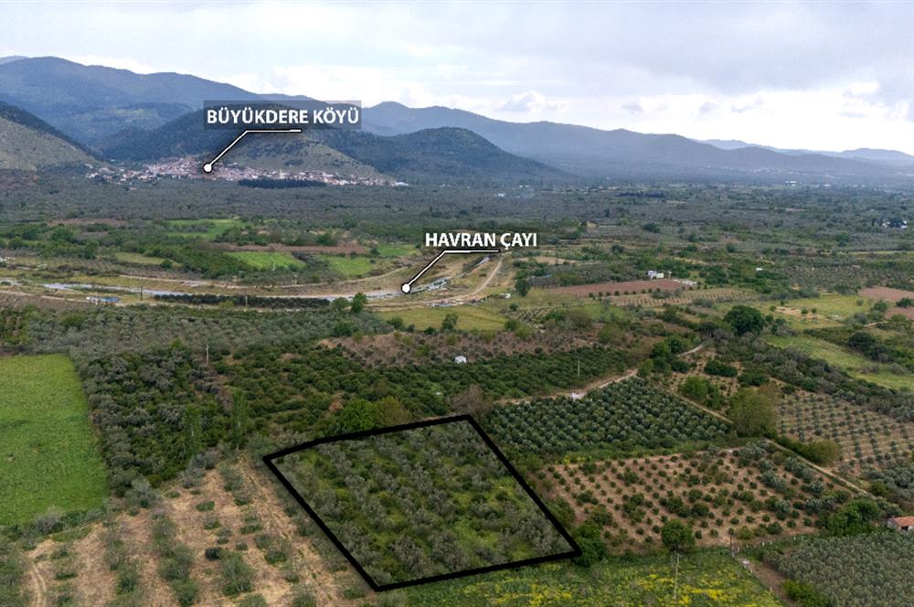 C21 LOCA'DAN HAVRAN TEKKE'DE SATILIK MANDALİNLİK / ZEYTİNLİK