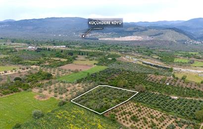 C21 LOCA'DAN HAVRAN TEKKE'DE SATILIK MANDALİNLİK / ZEYTİNLİK
